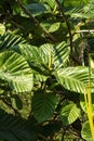 Huge leaves and fruit of a dinner-plate fig tree (ficus dammaropsis), native to New Guinea Royalty Free Stock Photo