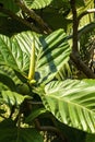 Huge leaves and fruit of a dinner-plate fig tree (ficus dammaropsis), native to New Guinea Royalty Free Stock Photo