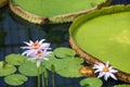 Huge leaves of the plant Victoria boliviana and lotus flowers in purple are on the surface of the water in the greenhouse. Royalty Free Stock Photo