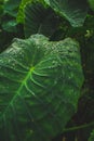 Huge leaves of waterplant on Sao Miguel Island, Azores, Portugal