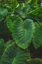 Huge leaves of waterplant on Sao Miguel Island, Azores, Portugal