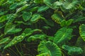 Huge leaves of waterplant on Sao Miguel Island, Azores, Portugal