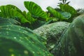 Huge leaves of waterplant on Sao Miguel Island, Azores, Portugal