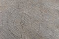 A huge light brown cut with rings and cracks - a huge urban maple. Royalty Free Stock Photo
