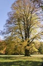 The huge lime in autumn