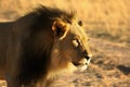 The huge Lion male Panthera leo with black mane walking in Kalahari desert