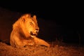 A huge Lion male Panthera leo lying in dark night up to close