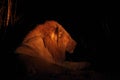 A huge Lion male Panthera leo lying in dark night up to close Royalty Free Stock Photo