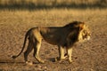 The huge Lion male Panthera leo walking in Kalahari desert