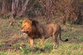 The huge lion - the owner of the savannah. Masai Mara