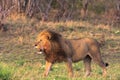 A huge lion in the savannah. The owner of the savannah. Kenya