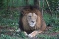 Huge lion sleeping