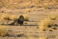 The huge lions male Panthera leo lying in the shade of Kalahari desert