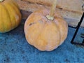 A Huge lite yellowish pumpkin