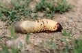 Huge live maggot crawling on the ground Royalty Free Stock Photo