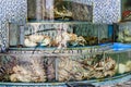 Seafood Market Fish Tanks in Sai Kung, Hong Kong