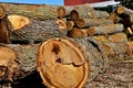 Huge logs stacked and ready to be cut into dimensional lumber Royalty Free Stock Photo