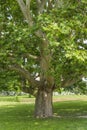 Huge London plane maple tree on beautiful summer day. Leaves and bark of the plane tree Platanus acerifolia