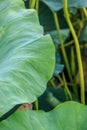 Huge Lotus Leafs