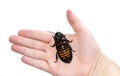 Huge Madagascar Hissing Cockroach crawls on human hand Royalty Free Stock Photo