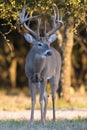 Huge main frame whitetail buck in portrait view Royalty Free Stock Photo