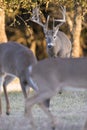 Huge main frame whitetail buck pursuing does in rut Royalty Free Stock Photo