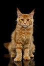 Huge Maine Coon Cat Isolated on Black Background Royalty Free Stock Photo