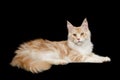 Huge Maine Coon Cat Isolated on Black Background Royalty Free Stock Photo