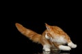 Huge Maine Coon Cat Isolated on Black Background Royalty Free Stock Photo