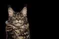 Huge Maine Coon Cat Isolated on Black Background