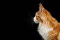 Huge Maine Coon Cat Isolated on Black Background Royalty Free Stock Photo