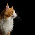 Huge Maine Coon Cat Isolated on Black Background Royalty Free Stock Photo