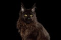 Huge Maine Coon Cat Isolated on Black Background