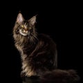 Huge Maine Coon Cat Isolated on Black Background