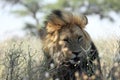 The huge and majestic lion male Panthera leo with black mane in evening sun. Royalty Free Stock Photo