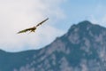 Huge majestic red kite bird flying high over mountains