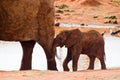 Huge male African elephant