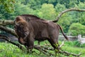 huge male bison in sanctuary