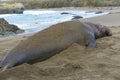 Elephant seal, huge male adult beachmaster close up, big sur, ca Royalty Free Stock Photo