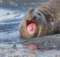 Huge male elephant seal yelling on beach in South Georgia