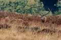 Huge male and female red deer on Exmoor during the annual mating season Royalty Free Stock Photo