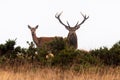 Huge male and female red deer on Exmoor during the annual mating season Royalty Free Stock Photo