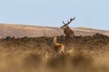 Huge male and female red deer on Exmoor during the annual mating season Royalty Free Stock Photo