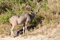 A huge male kudu