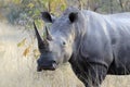 Huge male rhino Royalty Free Stock Photo