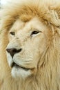 Huge male white lion Royalty Free Stock Photo