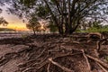 Huge mangrove tree at dusk