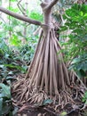 Huge mangrove tree roots