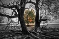 Huge mangrove tree at sunset