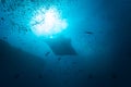 Huge manta ray against sun on water surface